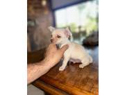 CHIHUAHUA