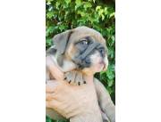 BULLDOG INGLES