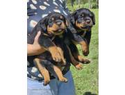 ROTTWEILER LINEA PREMIUN