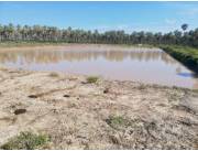 Alquilo Campo Ganadero en Moises Galeano sobre Ruta Transchaco - 700 Ha.