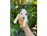 Jack Russel Terrier