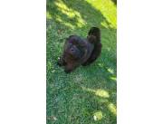 Chow chow