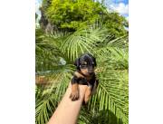 PINCHER / PINSCHER MINI