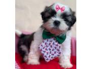 SHITZU / SHIHTZU TRICOLOR