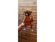 BOXER BAYOS DISPONIBLES