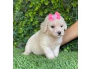 CANICHE TOY