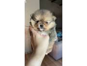 POMERANIA HEMBRA