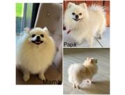 POMERANIA MACHOS