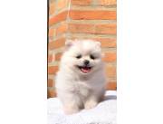 POMERANIA
