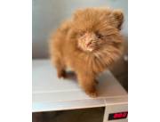 POMERANIA MINI MACHO