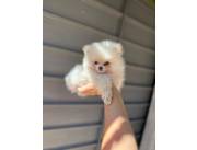 POMERANIA MINI MACHO