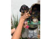 TECKEL SALCHICHA MINI HEMBRA Y MACHO