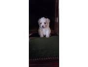 BICHON MALTES HEMBRA