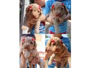 CANICHE TOY