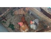 Gallinas y gallos