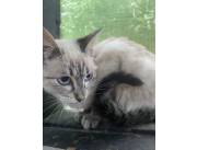 Siamés Tabby Point