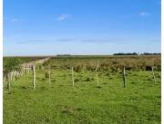 Campo Agrícola/Ganadero en Yuty - 250 Ha.