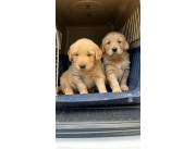GOLDEN RETRIEVER MACHO