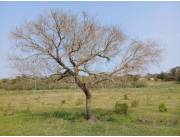 Vendo Imponente Terreno en QuyQuyho