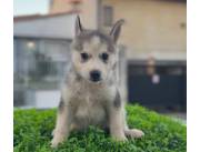 HUSKY SIBERIANO