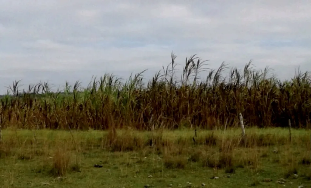 Campo AgrícolaGanadero en Tacuaras - 470 Ha. — foto 3