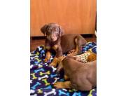 DOBERMAN