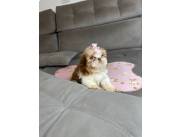 SHIHTZU