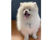POMERANIA MACHO OJOS CLAROS