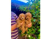CANICHE ROJO HEMBRAS
