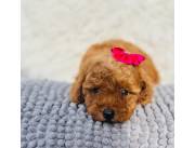 CANICHE TOY ROJAS