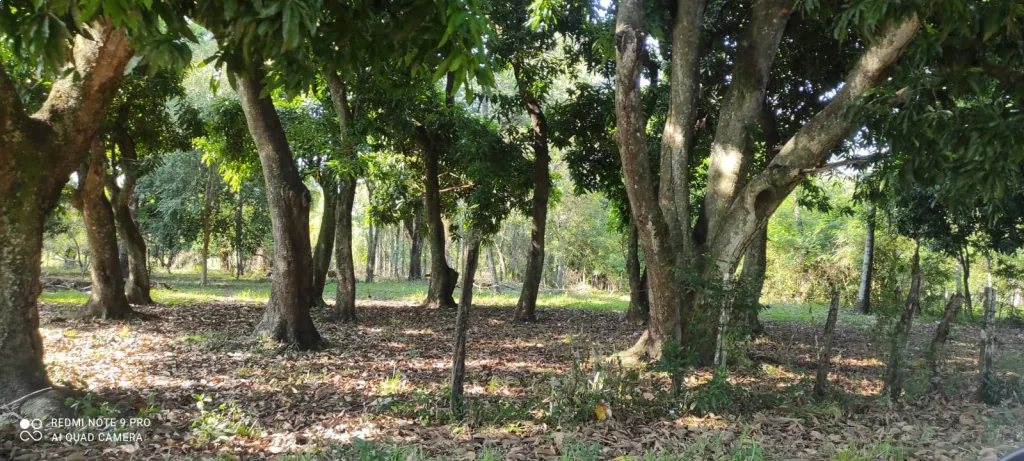 VENDO PROPIEDAD DE 8.085 M2 EN SAN JOSE DE LOS ARROYOS — foto 3