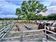 Alquilo Campo Ganadero en Gral. Bruguez - 770 Ha.