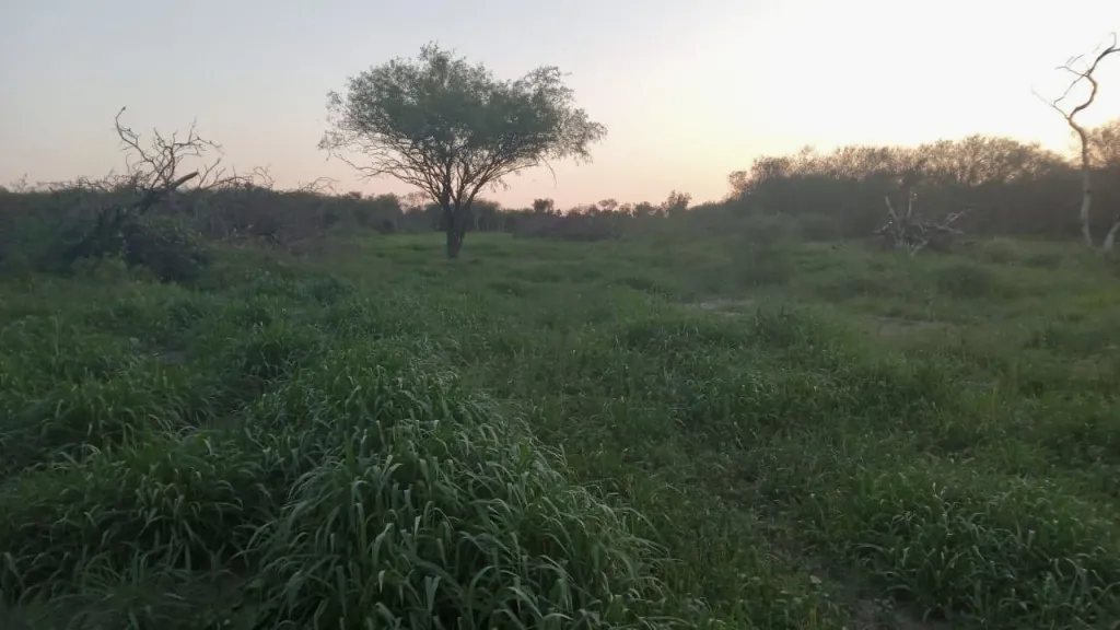 Campo Ganadero en Gral. Bruguez - 770 Ha. — foto 2