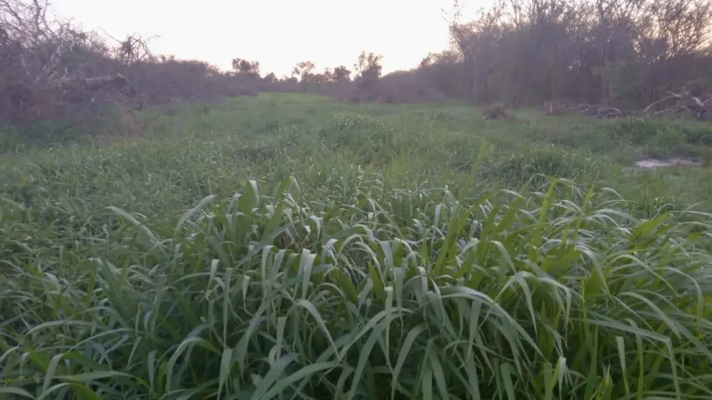 Campo Ganadero en Gral. Bruguez - 770 Ha. — foto 3