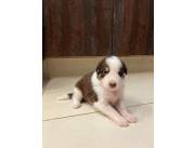 Hermosos cachorros Border Collie.