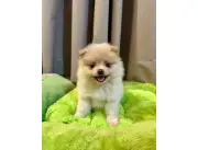 Pomerania