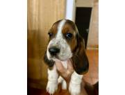 BASSET HOUND