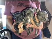 BULLDOG FRANCES HEMBRA