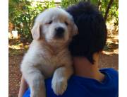 GOLDEN RETRIEVER