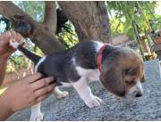 BEAGLE