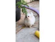 POMERANIA HEMBRA MINI