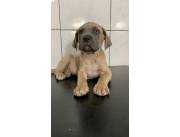 CANE CORSO CON PEDIGREE