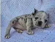 BULLDOG FRANCES HEMBRA MERLE