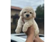 CANICHE TOY
