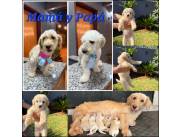 Cachorros Caniche Toy