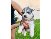 HUSKY MACHO