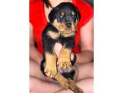 ROTTWEILER MACHO Y HEMBRA