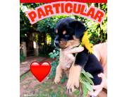 ¡Última cachorra Rottweiler – Venta PARTICULAR sin Intermediarios!