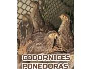 VENTAS DE CODORNICES PONEDORAS YA PONIENDO HUEVOS