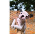 Bulldog Francés